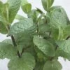 FLORASELF Marokkaanse Munt Mentha Spicata Ø 11 Cm -FLORASELF Verkoop DV 8 8279219 07 4c DE 20200214085608