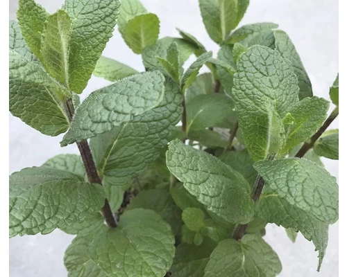 FLORASELF Marokkaanse Munt Mentha Spicata Ø 11 Cm 3 FLORASELF Marokkaanse Munt Mentha Spicata Ø 11 Cm