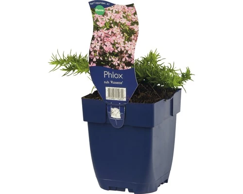 FLORASELF Kruipvlambloem Phlox Subulata Ø 11 Cm 3 FLORASELF Kruipvlambloem Phlox Subulata Ø 11 Cm
