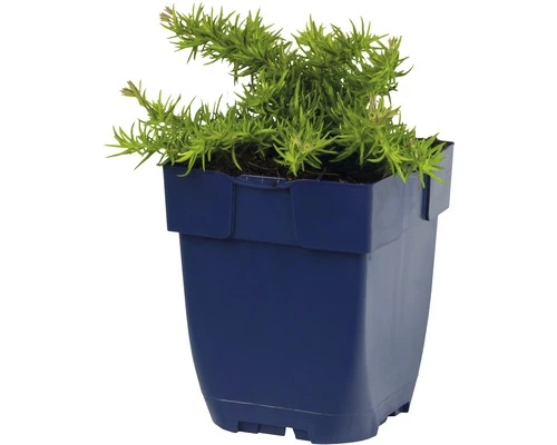 FLORASELF Kruipvlambloem Phlox Subulata Ø 11 Cm 4 FLORASELF Kruipvlambloem Phlox Subulata Ø 11 Cm - Afbeelding 2