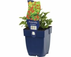 FLORASELF Ganzerik Potentilla Atrosanquinea Ø 11 Cm -FLORASELF Verkoop DV 8 8279227 02 4c DE 20191216083537