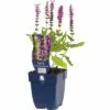 FLORASELF Salie Salvia Nem. 'sensation Deep Rose' Ø 11 Cm 1 FLORASELF Salie Salvia Nem. 'sensation Deep Rose' Ø 11 Cm -FLORASELF Verkoop DV 8 8279230 02 4c DE 20191216051752