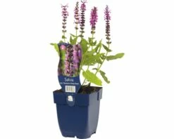 FLORASELF Salie Salvia Nem. 'sensation Deep Rose' Ø 11 Cm