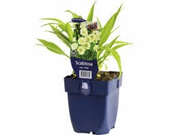 FLORASELF Duifkruid Scaboisa Caucasica 'Alba' Ø 11 Cm