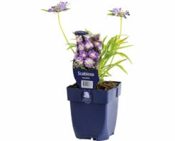 FLORASELF Duifkruid Scaboisa Caucasica Ø 11 Cm