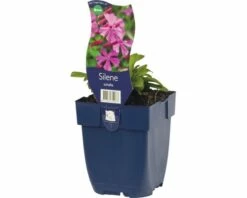 FLORASELF Lijmkruid Silene Ø 11 Cm