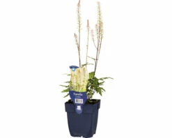 FLORASELF Perzische Muts Tiarella Cordifolia Ø 11 Cm