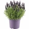 FLORASELF® Kuiflavendel Lavandula Stoechas 'Anouk' Potmaat Ø 19 Cm -FLORASELF Verkoop DV 8 8302570 01 4c NL 20161011011740