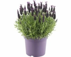 FLORASELF® Kuiflavendel Lavandula Stoechas 'Anouk' Potmaat Ø 19 Cm