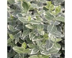 FLORASELF® Kardinaalsmuts Euonymus Fortunei 'Emerald Gaiety' Potmaat Ø28 Cm -FLORASELF Verkoop DV 8 8360241 02 4c DE 20150519172235