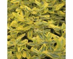 FLORASELF® Kardinaalsmuts Euonymus Fortunei 'Emerald Gold'