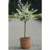 FLORASELF® Kardinaalsmuts Euonymus Fortunei 'Harlequin' Potmaat Ø21 Cm -FLORASELF Verkoop DV 8 8360252 01 4c DE 20150519175801