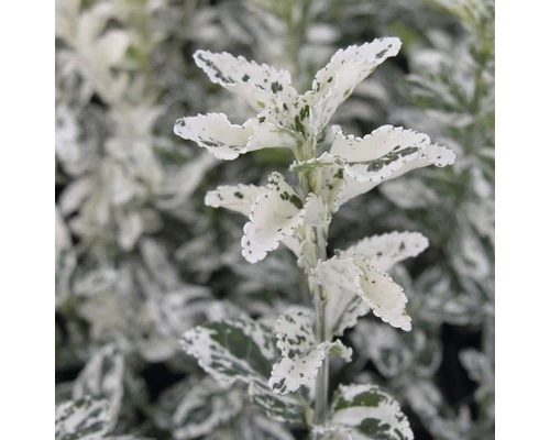 FLORASELF® Kardinaalsmuts Euonymus Fortunei 'Harlequin' Potmaat Ø21 Cm 4 FLORASELF® Kardinaalsmuts Euonymus Fortunei 'Harlequin' Potmaat Ø21 Cm - Afbeelding 2