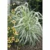 FLORASELF® Lampenpoetsersgras "Pennisetum Advena Skyrocket" Hoogte Ca. 90 Cm -FLORASELF Verkoop DV 8 8374987 01 4c DE 20210113114651