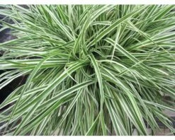 FLORASELF® Lampenpoetsersgras "Pennisetum Advena Skyrocket" Hoogte Ca. 90 Cm -FLORASELF Verkoop DV 8 8374987 03 4c DE 20180209122051