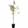 FLORASELF Appelboom Malus Domestica Cox's Orange Pippin 2 Jarig -FLORASELF Verkoop DV 8 8378421 01 4c NL 20170610013724
