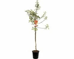 FLORASELF Appelboom Malus Domestica Cox's Orange Pippin 2 Jarig