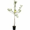 FLORASELF Appelboom Malus Domestica Golden Delicious 2 Jarig Ø24 Cm -FLORASELF Verkoop DV 8 8378423 01 4c NL 20170610013927