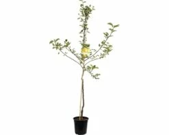 FLORASELF Appelboom Malus Domestica Golden Delicious 2 Jarig Ø24 Cm