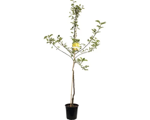 FLORASELF Appelboom Malus Domestica Golden Delicious 2 Jarig Ø24 Cm 3 FLORASELF Appelboom Malus Domestica Golden Delicious 2 Jarig Ø24 Cm