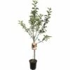 FLORASELF Appelboom Malus Domestica James Grieve -FLORASELF Verkoop DV 8 8378424 01 4c NL 20170610014937