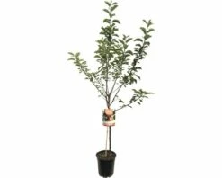 FLORASELF Appelboom Malus Domestica James Grieve