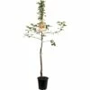 FLORASELF Appelboom Malus Domestica Rode Boskoop 2 Jarig Ø24 Cm -FLORASELF Verkoop DV 8 8378425 01 4c NL 20170610012803