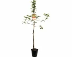 FLORASELF Appelboom Malus Domestica Rode Boskoop 2 Jarig Ø24 Cm