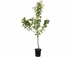 FLORASELF Kersenboom Prunus Avium Stella 2 Jarig