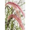 FLORASELF Lampenpoetsersgras Pennisetum Advena 'Summer Samba' Potmaat Ø 19 Cm H 20-40 Cm -FLORASELF Verkoop DV 8 8421174 01 4c DE 20180209001725