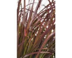 FLORASELF Lampenpoetsersgras Pennisetum Advena 'Summer Samba' Potmaat Ø 19 Cm H 20-40 Cm -FLORASELF Verkoop DV 8 8421174 02 4c DE 20210113114751 2
