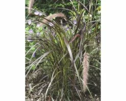 FLORASELF Lampenpoetsersgras Pennisetum Advena 'Summer Samba' H 20-50 Cm -FLORASELF Verkoop DV 8 8421174 03 4c DE 20210113114751
