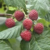 FLORASELF Zomerframboos Rubus Idaeus 'Glen Ample' H 40-60 Cm -FLORASELF Verkoop DV 8 8486123 01 4c DE 20220309163422