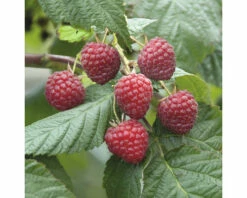 FLORASELF Zomerframboos Rubus Idaeus 'Glen Ample' H 40-60 Cm