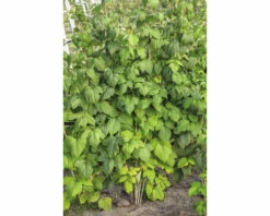 FLORASELF Zomerframboos Rubus Idaeus 'Glen Ample' H 40-60 Cm -FLORASELF Verkoop DV 8 8486123 02 4c DE 20220309163444