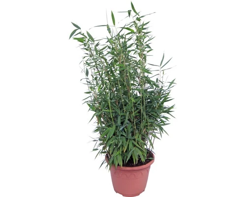 FLORASELF Bamboe Fargesia Murielae 'Standing Stone' Potmaat Ø 23 Cm H 40-60 Cm 40 St. Ca. 25 Meter Haag 4 FLORASELF Bamboe Fargesia Murielae 'Standing Stone' Potmaat Ø 23 Cm H 40-60 Cm 40 St. Ca. 25 Meter Haag - Afbeelding 2