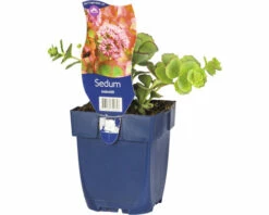 FLORASELF Vetkruid Sedum Sieboldii Potmaat Ø 11 Cm H 3-5 Cm