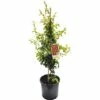 FLORASELF Japanse Kwee Chaenomeles Speciosa 'Hot Fire' Potmaat Ø23 Cm H 60-80 Cm -FLORASELF Verkoop DV 8 8541489 01 4c DE 20150717031535