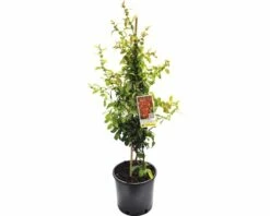 FLORASELF Japanse Kwee Chaenomeles Speciosa 'Hot Fire' Potmaat Ø23 Cm H 60-80 Cm