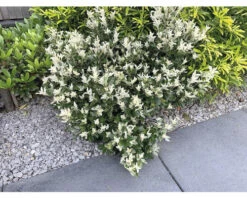 FLORASELF® Kardinaalshoed Euonymus Japonicus 'Pierrolino'® H 20-25 Cm -FLORASELF Verkoop DV 8 8543150 02 4c DE 20220221161951 1