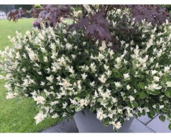 FLORASELF® Kardinaalshoed Euonymus Japonicus 'Pierrolino'® H 20-25 Cm -FLORASELF Verkoop DV 8 8543150 03 4c DE 20220221162021