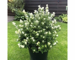 FLORASELF® Kardinaalshoed Euonymus Japonicus 'Pierrolino'® H 20-25 Cm -FLORASELF Verkoop DV 8 8543150 04 4c DE 20220302154755 1