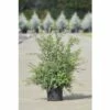 FLORASELF® Spierstruik Spraea Nipponica 'Snowmound' Potmaat Ø23 Cm -FLORASELF Verkoop DV 8 8547430 01 4c DE 20150519183720