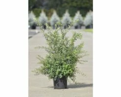 FLORASELF® Spierstruik Spraea Nipponica 'Snowmound' Potmaat Ø23 Cm