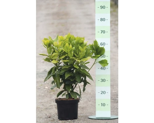 FLORASELF Japanse Broodboom Aucuba Japonica 'Rozannie' Potmaat Ø 21,0 Cm H 40-50 Cm 4 FLORASELF Japanse Broodboom Aucuba Japonica 'Rozannie' Potmaat Ø 21,0 Cm H 40-50 Cm - Afbeelding 2