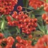 FLORASELF® Vuurdoorn Pyracantha Red Column -FLORASELF Verkoop DV 8 8556544 02 4c NL 20170606141103