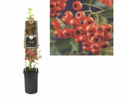 FLORASELF® Vuurdoorn Pyracantha Red Column -FLORASELF Verkoop DV 8 8556544 03 4c DE 20230301051652