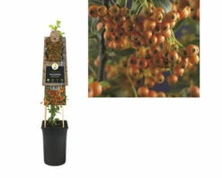 FLORASELF® Vuurdoorn Pyracantha Orange Charmer -FLORASELF Verkoop DV 8 8556545 01 4c DE 20230301134652