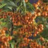 FLORASELF® Vuurdoorn Pyracantha Orange Charmer -FLORASELF Verkoop DV 8 8556545 01 4c NL 20170606141204