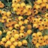 FLORASELF® Vuurdoorn Pyracantha 'soleil D'or' Potmaat Ø16 Cm -FLORASELF Verkoop DV 8 8556546 02 4c DE 20190115184651